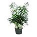 American Plant Exchange Parlor Palm – Live 6-Inch Potted Houseplant, Easy-Care Air-Purifying Indoor Palm, Low-Light Tolerant Tropical Plant for Home, Office, Bedroom & Modern Indoor Décor