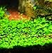 Agua decor Aquarium Grass Seed Small Cow 2 Pack Most Beautiful Grassthumb 2