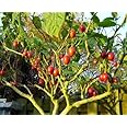 Tomato Tree Bonsai Seeds for Planting - 10 Rare Seeds - Tamarillo, Cyphomandra betacea