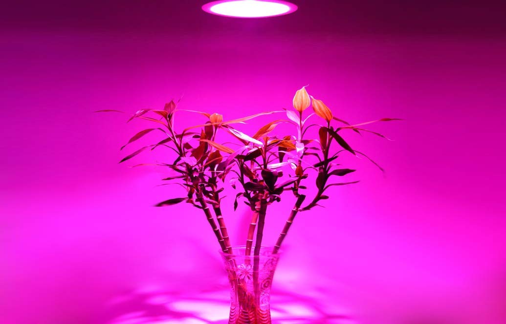 YAMAO A19 9W Plant Growing Light Bulb for Indoor Garden Greenhouse Hydroponic Flowers Vegetables Grow