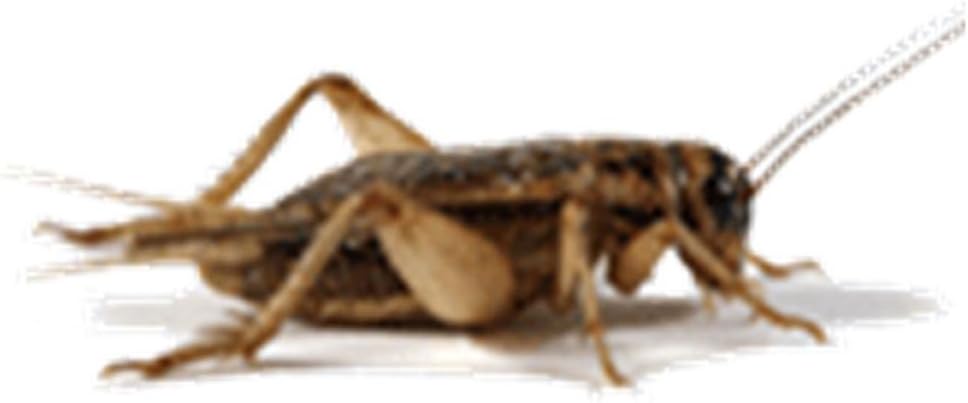 SOBAKEN 100 Live Crickets, Large Size - Original Brown Crickets