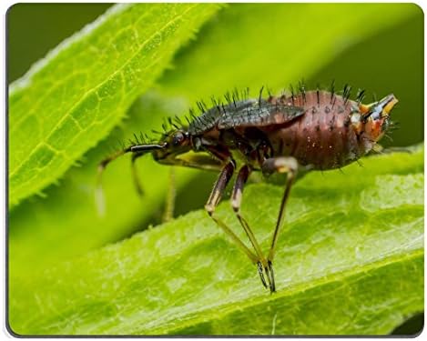 Liili Mouse Pad Natural Rubber Mousepad Springtail Insect On A Green Leaf Springtails Collembola form the largest of the three lineages of modern hexapods that are no longer considered insects the ot