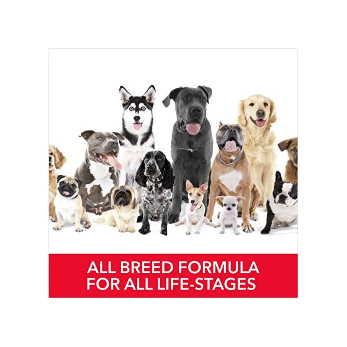 Drools Absolute Calcium Bone Jar, Dog Treats-20 Pieces (300 gm