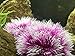 BEGONDIS 2 Pcs Aquarium Decorations Fish Tank Artificial Water Plants Made of Soft Plastic, Safe for All Fish & Petsthumb 3