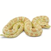 Safari Ltd. Albino Burmese Python Toy &ndash; Realistic 5.5" Inch Snake Replica | Safety Tested, Hard PVC Reptile Model, Realistic Detail, Cassroom Learning, STEM Education,