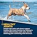 Petaxin Glucosamine for Dogs – Advanced Hip and Joint Supplement for Dogs - Dog Joint Supplement for Joint Pain Relief and Mobility – Dog Glucosamine with Chondroitin, MSM, Turmeric - 120 Soft Chews