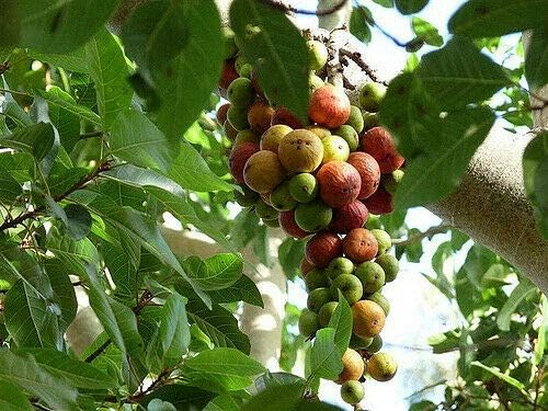 Amazon Com Indian Cluster Fig Trees Cay Sung Garden Outdoor