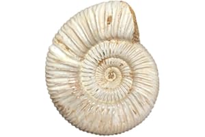 FOSSILHOME Natural Pavlovian Ammonites Fossil Raw Gemstone from Madagascar 100-200 Grams