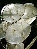 Seeds and Things Money Plant 20 + Seeds-silver Dollar Plant-honesty-annual