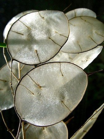 Seeds and Things Money Plant 20 + Seeds-silver Dollar Plant-honesty-annual Seeds and Things Money Plant 20 + Seeds-silver Dollar Plant-honesty-annual