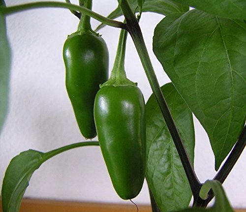 Fooled You Jalapeno Pepper 4 Plants - Mild/Great Flavor Fooled You Jalapeno Pepper 4 Plants - Mild/Great Flavor
