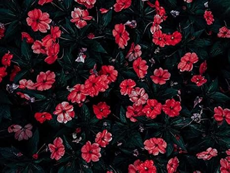 Amazon Co Jp 芸術はポスターを印刷します 花が咲く赤い花の花壇 キャンバスの 写真 ポスター 印刷 80cmx60cm ホーム キッチン