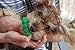 Waggletooth Dog Toothbrush, Green