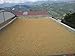 Colombian Green Unroasted Coffee Beans 3- Pounds Single Origin Farm - Barcelona