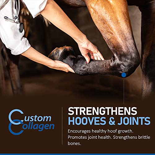 Custom Collagen Equine Joint Support Gelatin Plus Biotin Supplement for
