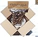 Natural Eastern Hemlock Miniature Pine Cones 100 Count