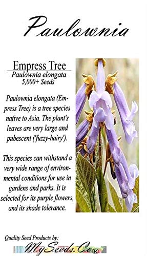 Big Pack - Paulownia elongata Tree Seeds (5,000+), aka Empress Tree - Very Large Leaves, Shade Tolerant - Non-GMO Seeds by MySeeds.Co - Thumbnail 7