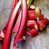 Rhubarb Seeds for Planting Pie Plant Rheum Australe