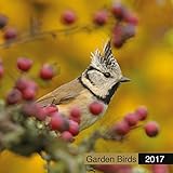 Garden Birds (CL54501) by 