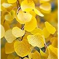 Populus tremuloides (Quaking Aspen) Tree Seed by MySeeds.Co, Leaf Color ranges from Light Green to a Vibrant Yellow, You Choose The Amount (1 Gram)