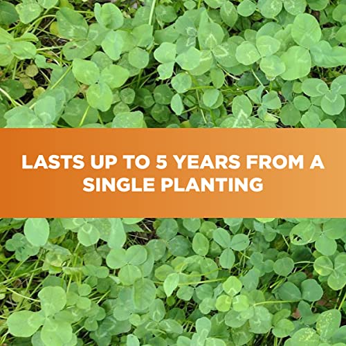 Whitetail Institute Imperial Clover Deer Food Plot Seed for Spring or Fall Planting, Promotes