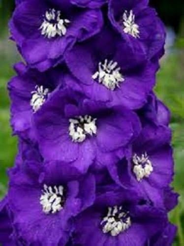Amazon 25 キングアーサーロイヤルパープル ホワイトミツバチデルフィニウムの花の種 多年生 花 Amazon 25 キングアーサーロイヤルパープル ホワイトミツバチデルフィニウムの花の種 多年生 花