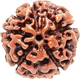 JSMA CARE Certified Original 5 Mukhi Rudraksha Round Bead (Colour: Brown) Mala | 5 Face (Panchmukhi) Rudraksha Beads | Authentic Genuine Rosary (1pc Bead)(15 to 20 mm)