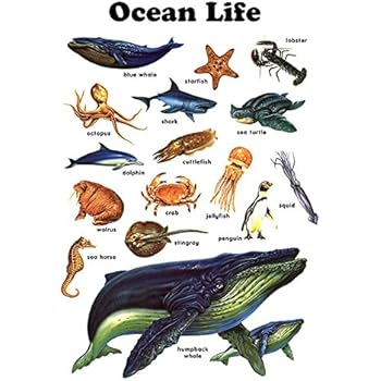 Amazon.com : Ocean Life Poster, Starfish, Whale, Jellyfish, Dolphin