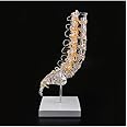 Ultrassist Human Transparent Lumbar Spine Anatomy Model - Model with Sacrum, Spinal Nerves and Intervertebral Disc Herniation, Life-Size Spine Model for Medical Education Teaching Demonstration