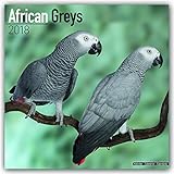 African Grey Calendar - African Grey Parrot Calendar - Parrot Calendar - Calendars 2017 - 2018 Wall by 