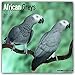 African Grey Calendar - African Grey Parrot Calendar - Parrot Calendar - Calendars 2017 - 2018 Wall by 