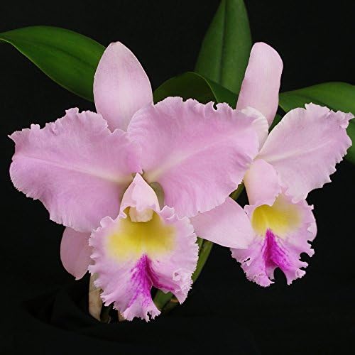 BC. MOUNT HOOD 'MARY' AM/AOS X BC. PHIL ANDREWS 'MENDENHALL' HCC/AOS
