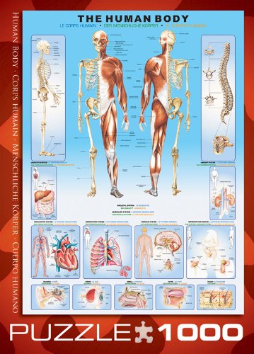 EuroGraphics Human Body Puzzle (1000-Piece)