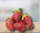 Organic Honeoye Strawberry 315 Seeds UPC 600188190847 + 1 Free Plant Marker