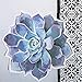 Schoolgirl Style - Succulents Extra Large Colorful Cut-Outs, Classroom Décor, 12 Pieces