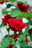 Climbing Blaze Rose - Scarlet-Red Double Flowers - 4