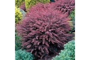 COLORADO HARDY PLANTS Berberis Thunbergii (Roseglow Barberry, Japanese Barberry) (6-Pack (5" pots))
