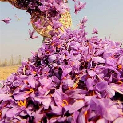 Netherlands Saffron Flower Seeds DIY Seeds Organic Outdoor Garden Semillas Flowering Seeds Sementes 20Pcs/ Lot : 8