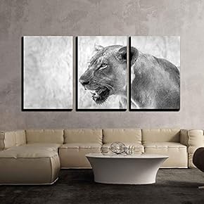 Black and White Image of an African Lion x3 Panels