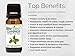 BioFinest Camphor Oil - 100% Pure Camphor Essential Oil - Premium Quality - Therapeutic Grade - Best For Aromatherapy - FREE E-Book (10ml)