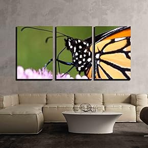 3 Piece Canvas Wall Art - Monarch Butterfly Danaus Plexippus - Modern Home Art Stretched and Framed Ready to Hang - 16"x24"x3 Panels