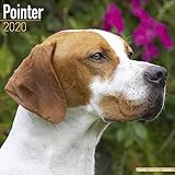Pointer Calendar - Dog Breed Calendars - 2019 - 2020 Wall Calendars - 16 Month by Avonside (Multilin by