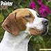 Pointer Calendar - Dog Breed Calendars - 2019 - 2020 Wall Calendars - 16 Month by Avonside (Multilin by