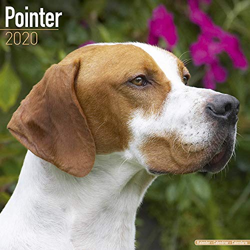 Pointer Calendar - Dog Breed Calendars - 2019 - 2020 Wall Calendars - 16 Month by Avonside (Multilin by 