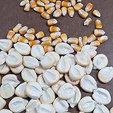 WORLDS LARGEST GIANT CORN CUZCO35 seedsRARE#1050