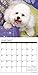 Just Bichons Frises 2017 Wall Calendar (Dog Breed Calendars)