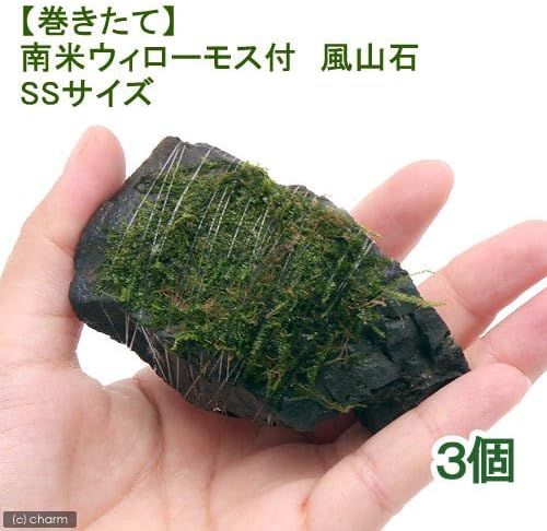 B00uf4a36m 風山石 おもちゃ Ssサイズ 約6 8cm 無農薬 3個 激安超特価 新作製品 世界最高品質人気 車 バイク 本州 四国限定 生体 100 品質保証 南米ウィローモス 正規品送料無料 ホビー 水草 巻きたて 新作注目 熱帯魚 観賞魚 B00uf4a36m 風山石 おもちゃ Ssサイズ 約6 8cm 無農薬 3個 激安超特価 新作製品 世界最高品質人気 車 バイク 本州 四国限定 生体 100 品質保証 南米ウィローモス 正規品送料無料 ホビー 水草 巻きたて 新作注目 熱帯魚 観賞魚