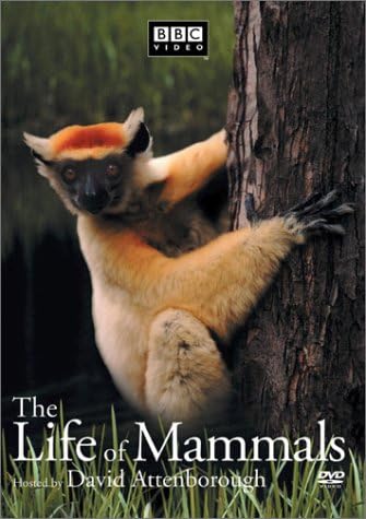 洋画・外国映画 DVD BBC THE LIFE OF MAMMALS Amazon.com: The Life of Mammals, Vol. 1 [DVD] : BBC Video, David