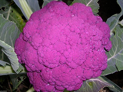 Cauliflower seeds - Graffiti Cauliflower - flashy purple heads. 20 Seeds !