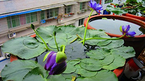 SPHTOEO 20PCS Blue Hydroponic Flowers Aquatic plant balcony indoor and outdoor potted flowers bowl lotus flowers